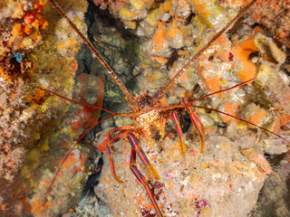 イセエビ, 伊勢海老, Japanese Spiny Lobster, Panulirus japonicus, イセエビ科,
イボヤギ, Orange Cup Coral,
カイメン, Sea Sponge,
ソフトコーラル, Soft Coral,
他の群れ。
静岡県伊豆半島南伊豆町中木ヒリゾ浜-2025年
