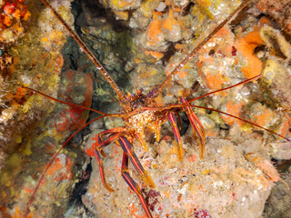 イセエビ, 伊勢海老, 
英名学名科目：Japanese Spiny Lobster, Panulirus japonicus, イセエビ科,
イボヤギ, Orange Cup Coral,
カイメン, Sea Sponge,
ソフトコーラル, Soft Coral,
他の群れ。
静岡県伊豆半島南伊豆町中木ヒリゾ浜-2025年
