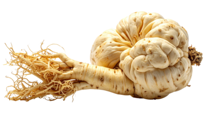 fresh ginger root isolated