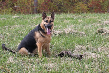 german shepherd dog sitting with tounge out