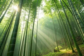Fototapeta premium Lush bamboo forest with sunlight streaming through tall trees, creating a serene atmosphere