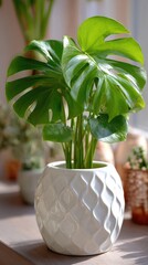 Lush green monstera plant thrives in a textured white pot, bathed in natural light