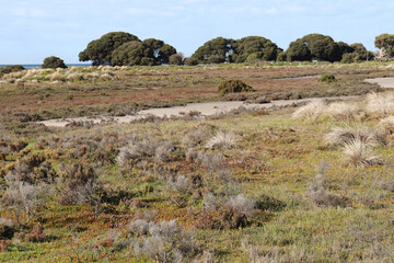 coastal landscape with grasses and sea in bayside Melbourne suburb of Williamstown