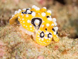 キイロイボウミウシ, Phyllidia ocellata, Sea Slug, イボウミウシ科,
他の群れ。
静岡県伊豆半島南伊豆町中木ヒリゾ浜-2025年
