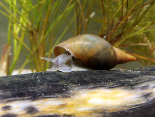 Great Pond Snail (Lymnaea stagnalis) underwater, crawling on a submerged log in a pond, macro close-up.  © TroutFodder