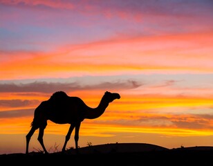 Silhouette camel at sunset