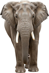 elephant with transparent background
