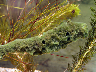 Freshwater Sponge (Spongilla lacustris) underwater, showing green coloration from symbiotic algae, macro close-up. 