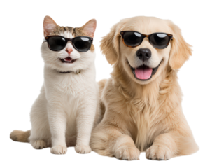 Cat and dog wearing matching sunglasses, sitting together, both looking happy and playful, isolated on transparency background, friendship and fun pet concept