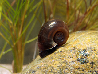 Ramshorn snail (Planorbella subcrenata) underwater, crawling on a submerged rock in a pond, macro close-up.  © TroutFodder