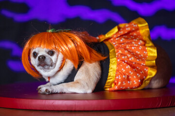 Small chihuahua puppy dressed in a bright orange wig and candy corn-inspired dress. Posed against a purple and black background.