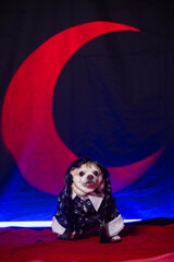 Small chihuahua dressed in a dark gothic-style dress with a red crescent moon in the background.