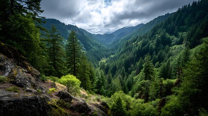 Obraz premium Lush green forest landscape with towering trees and rolling hills under a dramatic, cloudy sky.