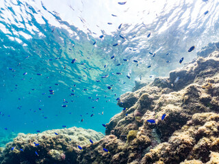 ソラスズメダイ,  
英名学名科目：Heavenly Damselfish, Pomacentrus coelestis, スズメダイ科,
他の群れ。
静岡県伊豆半島南伊豆町中木ヒリゾ浜-2025年
