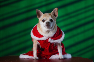 Tiny chihuahua puppy wearing a holiday-themed dress, posed on a green and black background. Perfect for Christmas.