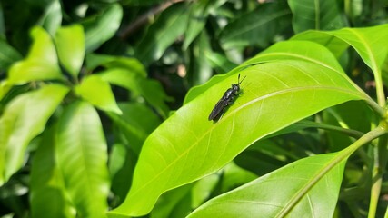 Insect resting on green leaf in tropical outdoor setting.
