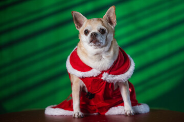 Tiny chihuahua puppy wearing a holiday-themed dress, posed on a green and black background. Perfect for Christmas.