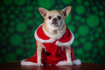 Tiny chihuahua puppy wearing a holiday-themed dress, posed on a green and black background. Perfect for Christmas.