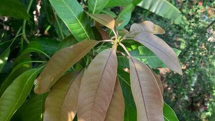 Vibrant green leaves of tropical plant in sunny outdoor view.