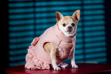 Adorable chihuahua in a pastel pink dress, sitting indoors with light streaming through window blinds.
