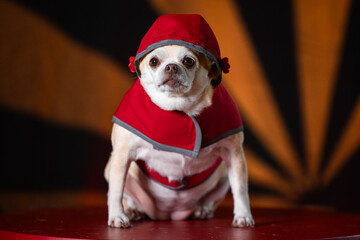 Small chihuahua puppy dressed in a red raincoat, highlighted by bright light in the background.