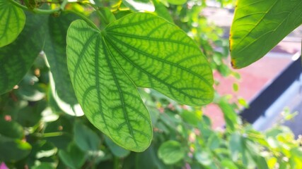 Bright green leaf with visible veins under sunlight.