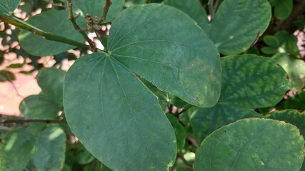 Close-up of green heart-shaped tropical leaves in daylight.