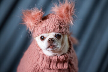 A chubby chihuahua dressed in a pink turtleneck sweater and a fluffy hat.