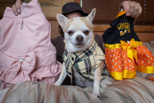 Small chihuahua puppy sitting on an owners lap, giving a humorous eye-roll expression while two dress options are held in the background.