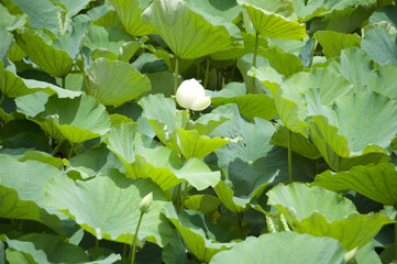 White Lotus