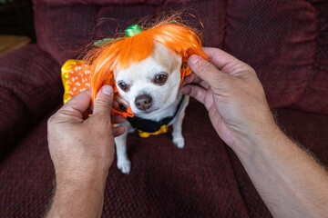 Hands gently dressing a chubby chihuahua puppy in a bright orange costume. Fun, interactive, and playful, ideal for pet fashion.