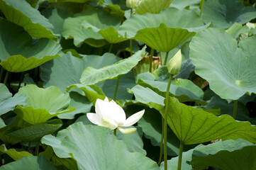 White Lotus