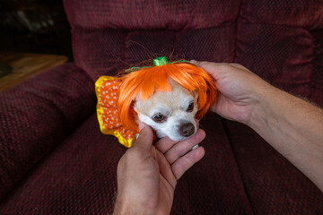Hands gently dressing a chubby chihuahua puppy in a bright orange costume. Fun, interactive, and playful, ideal for pet fashion.
