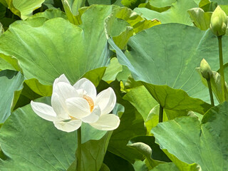 White Lotus