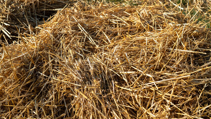 Pile of Hay Resting on Green Grass