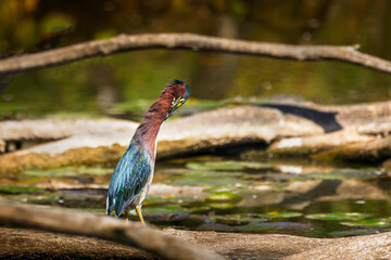 Green Heron preening its feathers while standing on a log in a peaceful wetland. The iridescent plumage glows in the sunlight, surrounded by calm water and soft natural textures