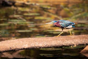 Green Heron walks on a sunlit log by a calm pond, with soft reflections and natural wetland surroundings. Peaceful wildlife scene.