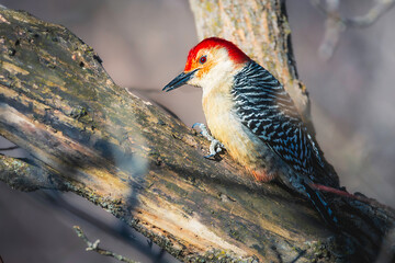 Close-up of a Red-bellied Woodpecker perched on a tree trunk, with vibrant plumage and detailed bark texture. Soft green bokeh background creates a peaceful, natural setting.