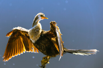 Anhinga bird perched on a branch against a calm, blue water background. The bird is shown in a...