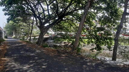 Pathway under tree canopy with rustic old wall on side.