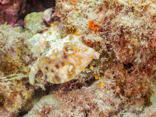 シマウミスズメ, Thornback cowfish, Lactoria fornasini, ハコフグ科, 幼魚、
他の群れ。
静岡県伊豆半島南伊豆町中木ヒリゾ浜-2025年
