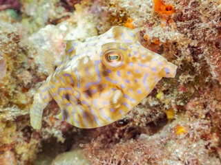 シマウミスズメ, Thornback cowfish, Lactoria fornasini, ハコフグ科, 幼魚、
他の群れ。
静岡県伊豆半島南伊豆町中木ヒリゾ浜-2025年
