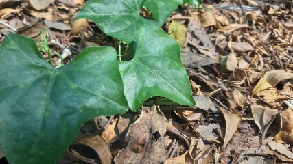 Green ivy leaf close-up with veins detail on dried ground.