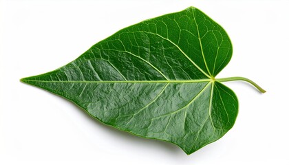 Obraz premium Stunning closeup of vibrant green ivy leaf showcasing intricate vein details and natural textures, perfect for botanical designs and environmental themes