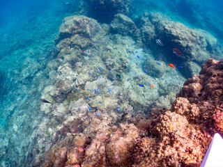 キンギョハナダイ, Sea Goldie, Pseudanthias squamipinnis, ハナダイ亜科,
ソラスズメダイ, Heavenly Damselfish, Pomacentrus coelestis, スズメダイ科,
他の群れ。
静岡県伊豆半島南伊豆町中木ヒリゾ浜-2025年
