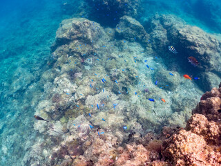 キンギョハナダイ, Sea Goldie, Pseudanthias squamipinnis, ハナダイ亜科,
ソラスズメダイ, Heavenly Damselfish, Pomacentrus coelestis, スズメダイ科,
他の群れ。
静岡県伊豆半島南伊豆町中木ヒリゾ浜-2025年
