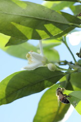 close up of bee on flower in nature