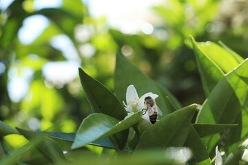 close up of bee on flower in nature