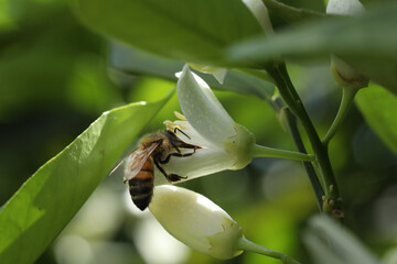 close up of bee on flower in nature