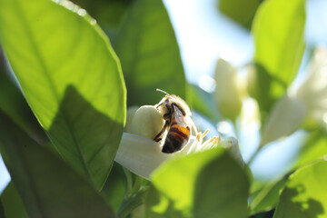 close up of bee on flower in nature